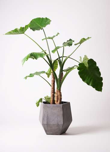 観葉植物 クワズイモ 10号 プラスチック鉢 観葉植物ならhitohana ひとはな