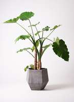 観葉植物 アロカシア 10号 オドラ（クワズイモ） ファイバークレイGray