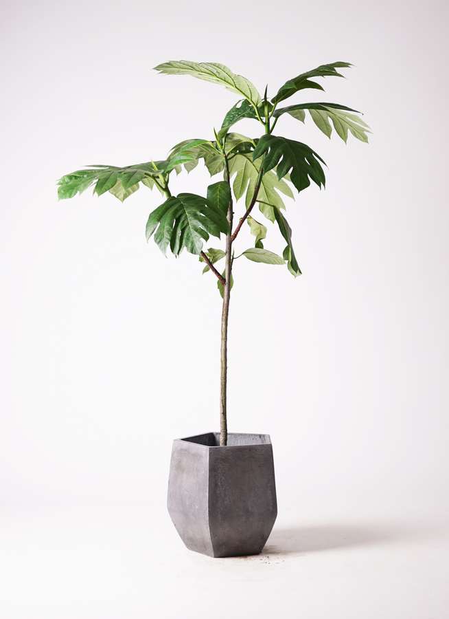 観葉植物 パンノキ 8号 ファイバークレイ Gray 付き 観葉植物ならhitohana ひとはな