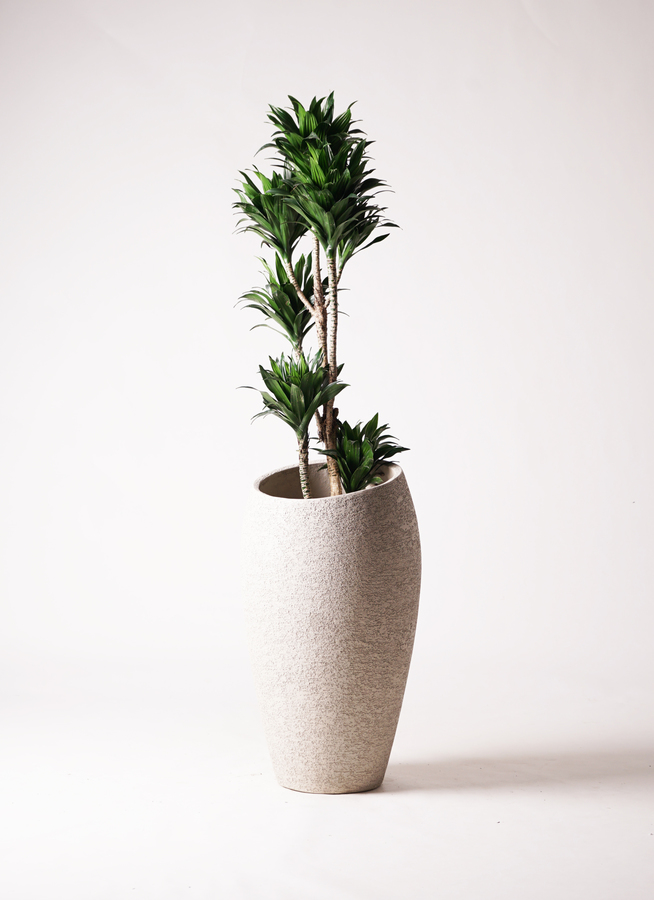 観葉植物 ドラセナ コンパクター 8号 セドナロング グレイ 付き