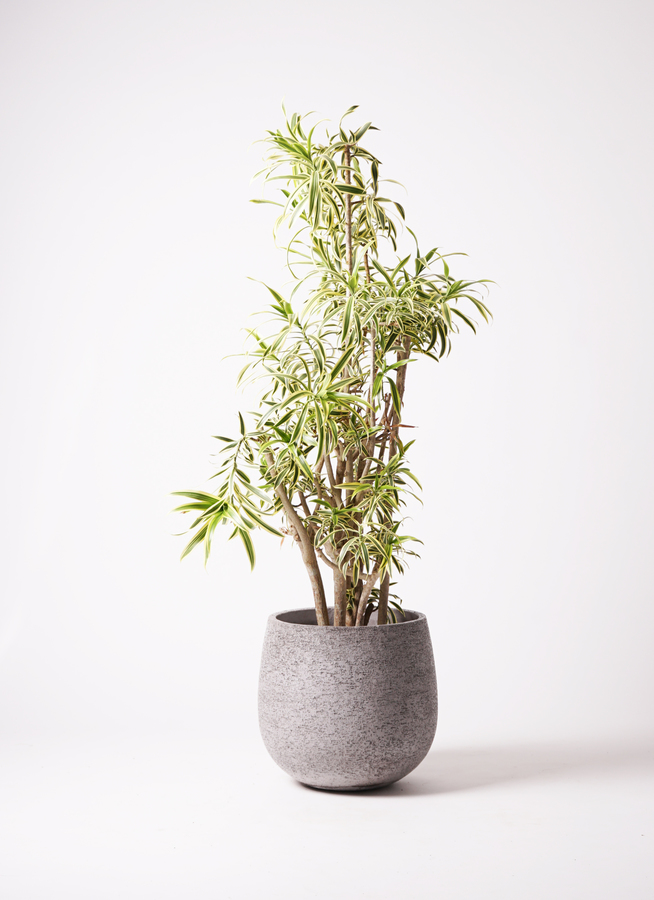 観葉植物 ドラセナ ソングオブインディア 観葉植物 ドラセナ ソング オブ インディア 8号 竹バスケット