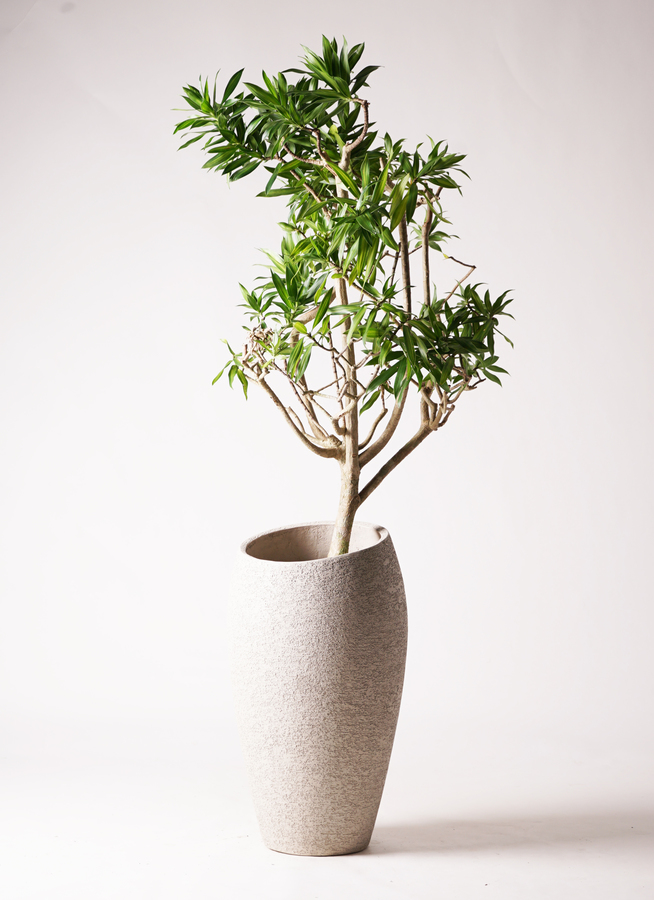 観葉植物 ドラセナ ソング オブ ジャマイカ 8号 サブリナ 白 付き