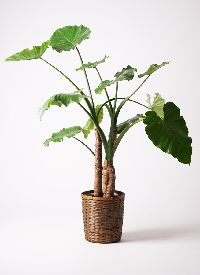 最新最全の 観葉植物 アロカシア 10号 オドラ（クワズイモ） ファイバー 野菜