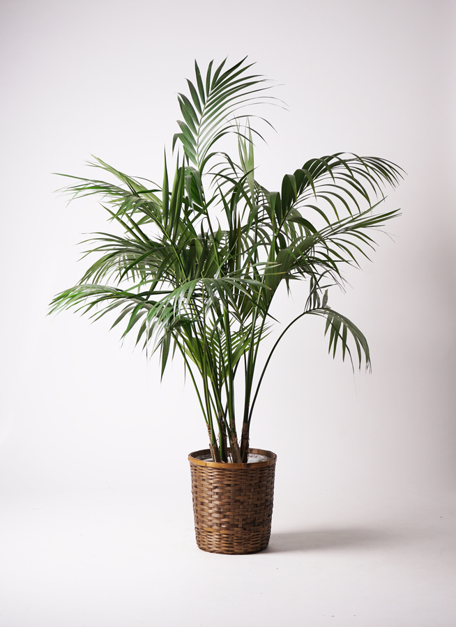 観葉植物 ケンチャヤシ 10号 エコストーンGray 付き | 観葉植物
