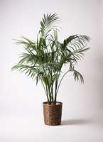 観葉植物 ケンチャヤシ 10号 ブリティッシュキューブ 付き