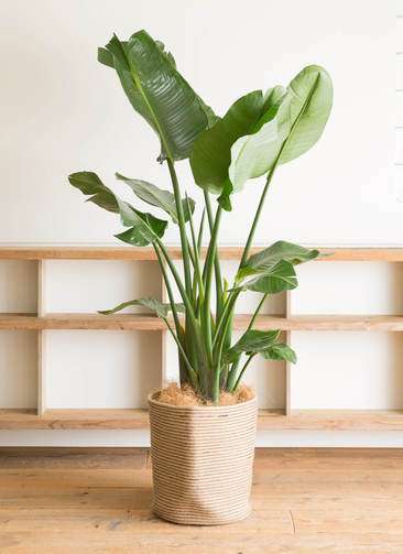 観葉植物 オーガスタ 10号 リブバスケットNatural 付き | 観葉植物なら