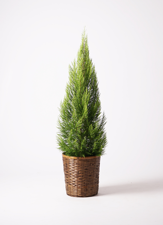 観葉植物 ゴールドクレスト 10号 ノーマル プラスチック鉢 | 観葉植物