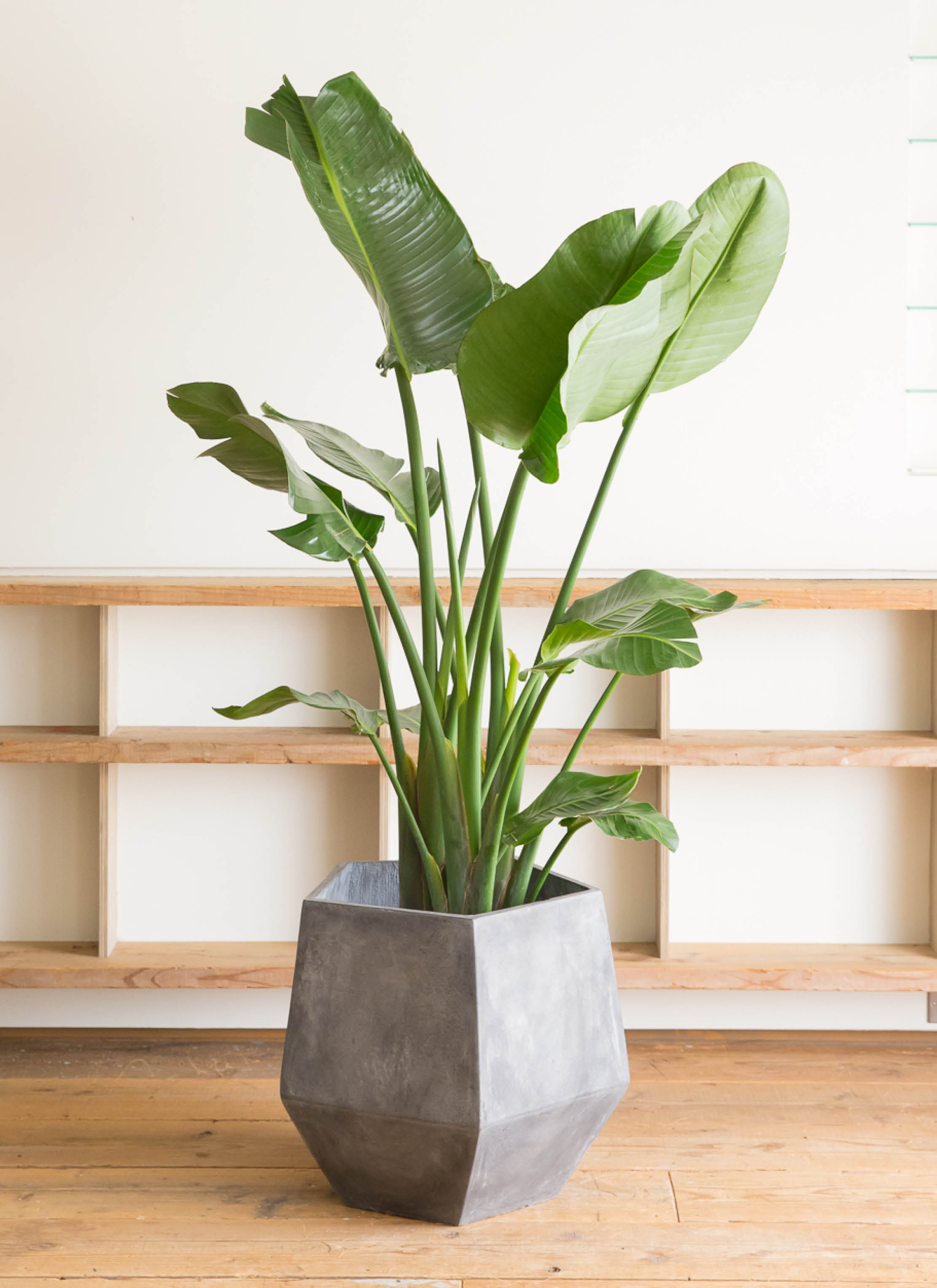 【B級品/大型観葉植物】バナナのような葉が魅力♪ストレリチアオーガスタ10号鉢① B級品/大型観葉植物】南国風のバナナのような葉！ストレリチア