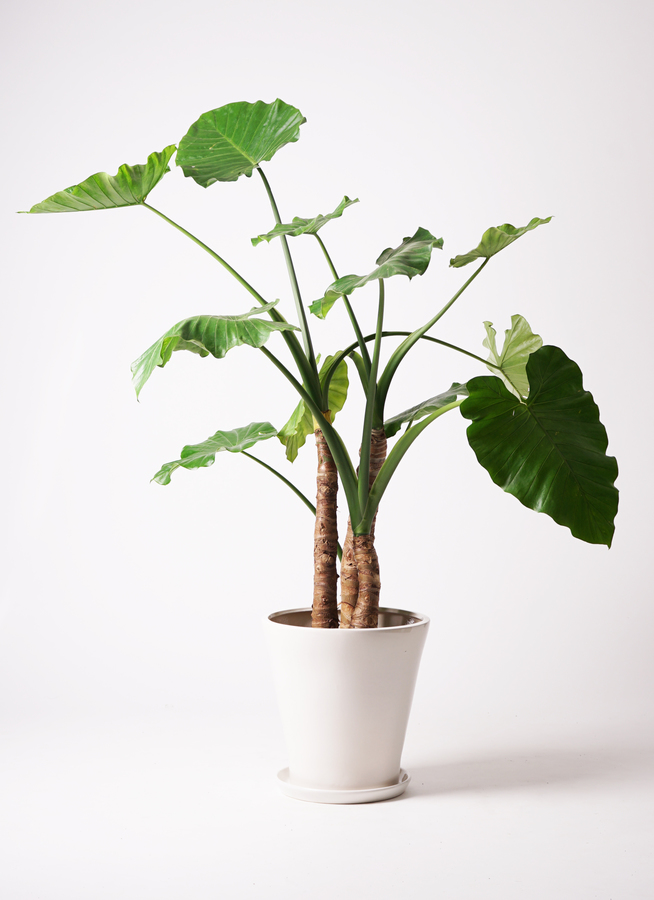 観葉植物 アロカシア 10号 オドラ（クワズイモ） 竹バスケット 付き