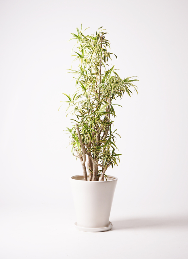 激安通販の 1.jpg?1501086851 その他観葉植物