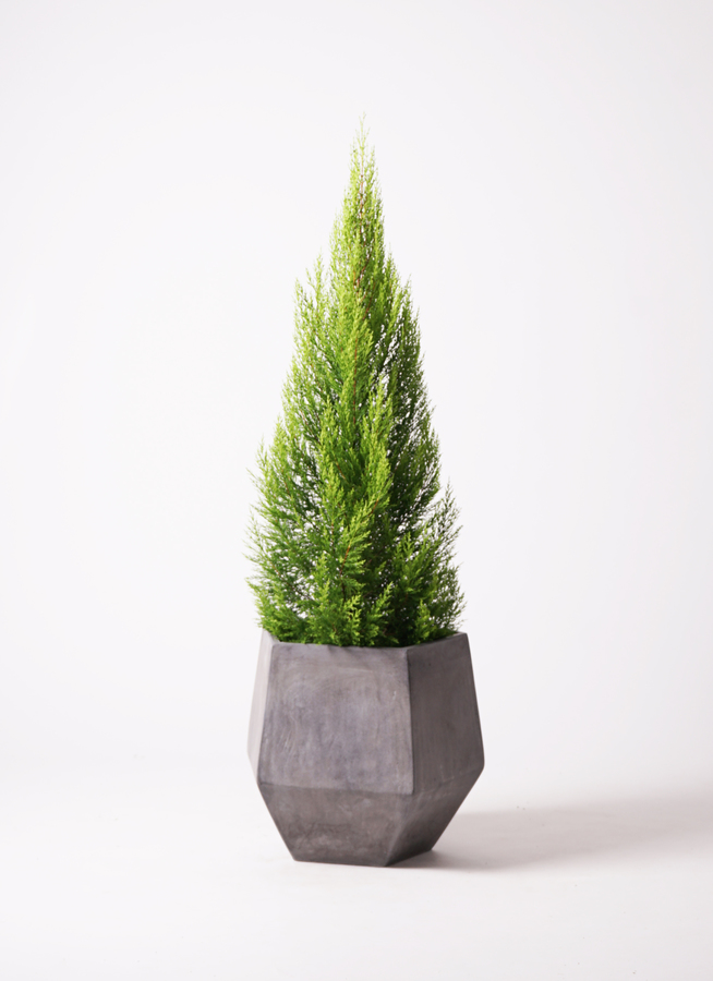 観葉植物 ゴールドクレスト 10号 ノーマル プラスチック鉢 観葉植物 ゴールドクレスト 10号 ノーマル プラスチック鉢