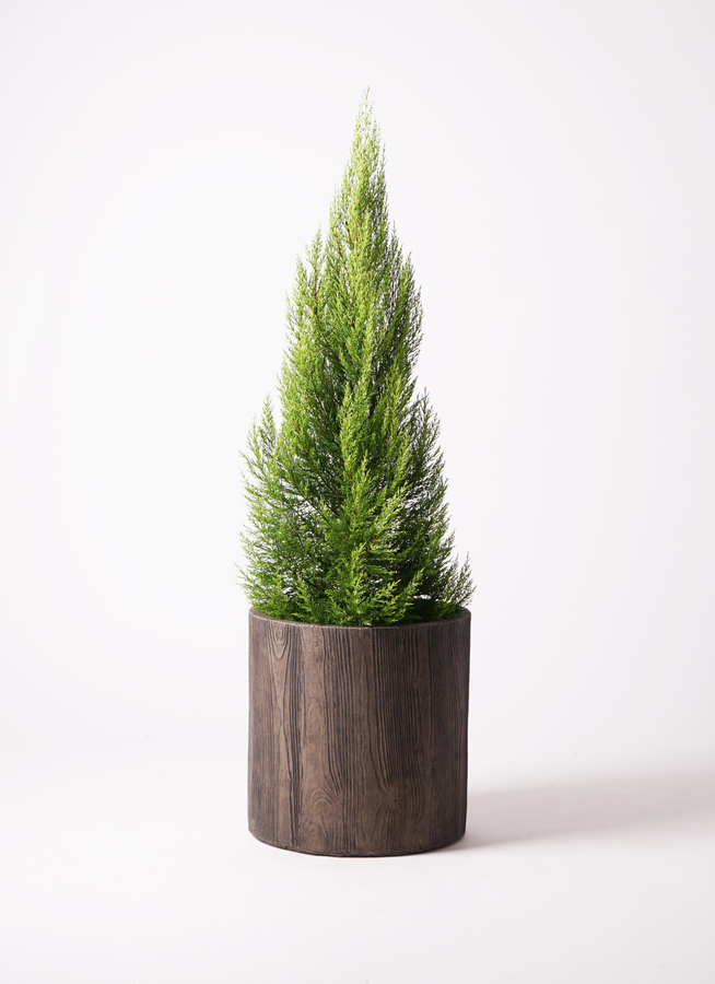 観葉植物 ゴールドクレスト 10号 ノーマル プラスチック鉢 | 観葉植物