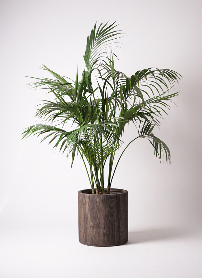 観葉植物 ケンチャヤシ 10号 エコストーンGray 付き | 観葉植物