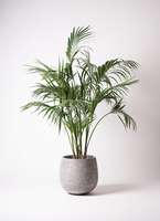 ストレッチャー。観葉植物。鉢ごと無料で発送致します。 1.jpg?1501086863