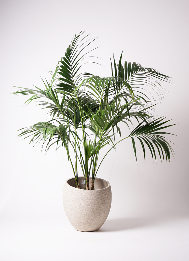 観葉植物 ケンチャヤシ 10号 サブリナ 白 付き | 観葉植物ならHitoHana