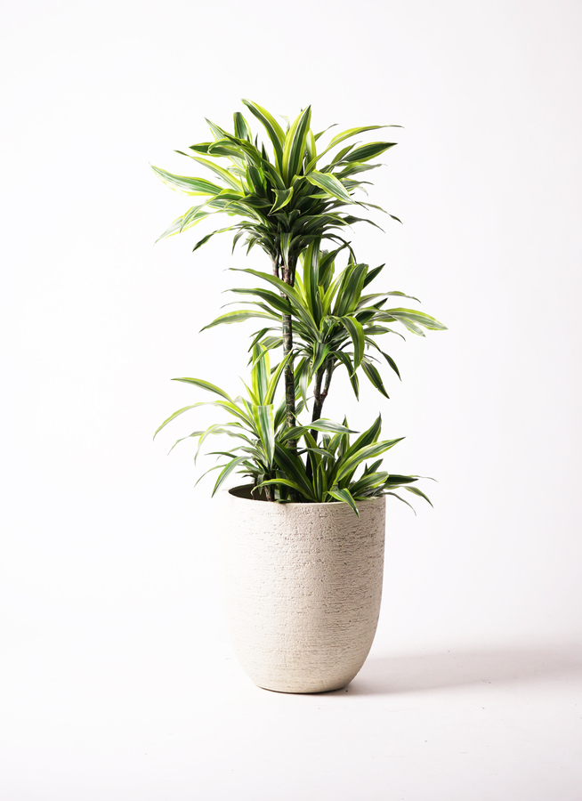 観葉植物 ドラセナ ワーネッキー レモンライム 10号 ビアスアルト