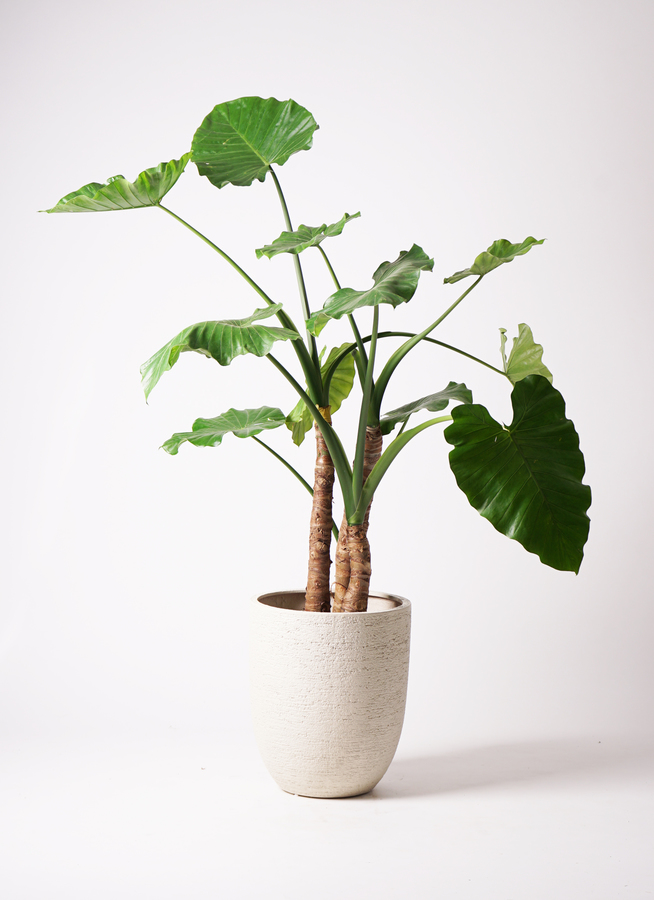アロカシアとは｜育て方がわかる植物図鑑｜みんなの趣味の園芸