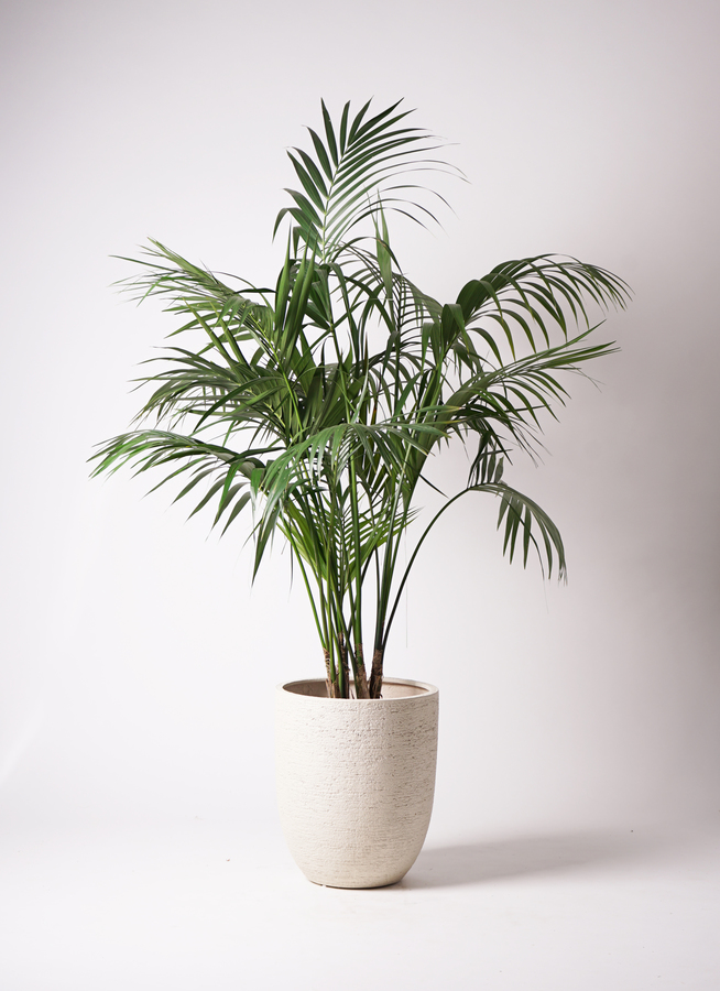 観葉植物 ケンチャヤシ 10号 ラスターポット 付き | 観葉植物なら