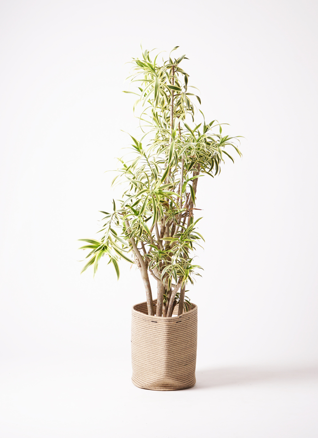 観葉植物 ドラセナ ソング オブ インディア 10号 リブバスケット