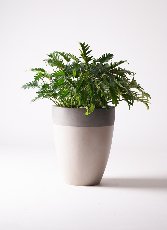 ②　フィロデンドロンクッカバラ　７号　美形　最高等級 ② フィロデンドロンクッカバラ 7号 美形 最高等級 - メルカリ