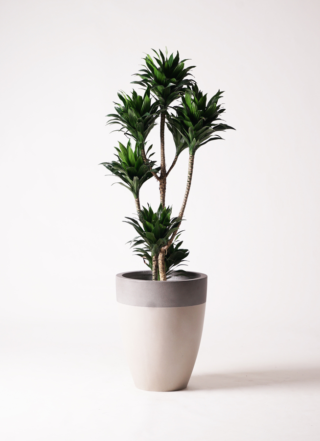 【爆買い！】 8号 コンパクター ドラセナ 観葉植物 ジュピター 観葉 | 付き 黒 その他観葉植物