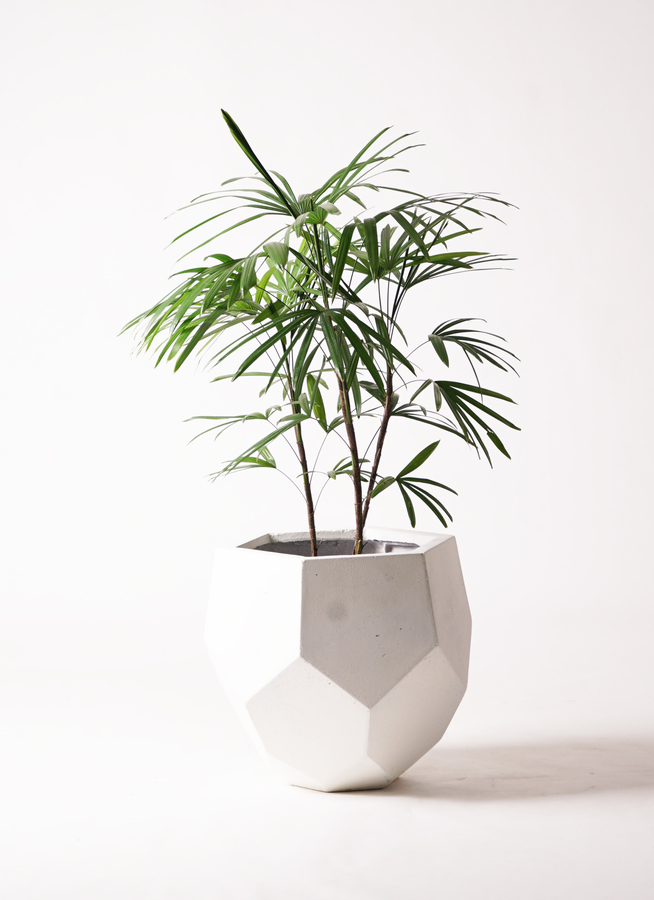 【現品】棕櫚竹（シュロチク）　8号　白鉢（1） 観葉植物 シュロチク（棕櫚竹） 8号 サブリナ 白 付き | 観葉