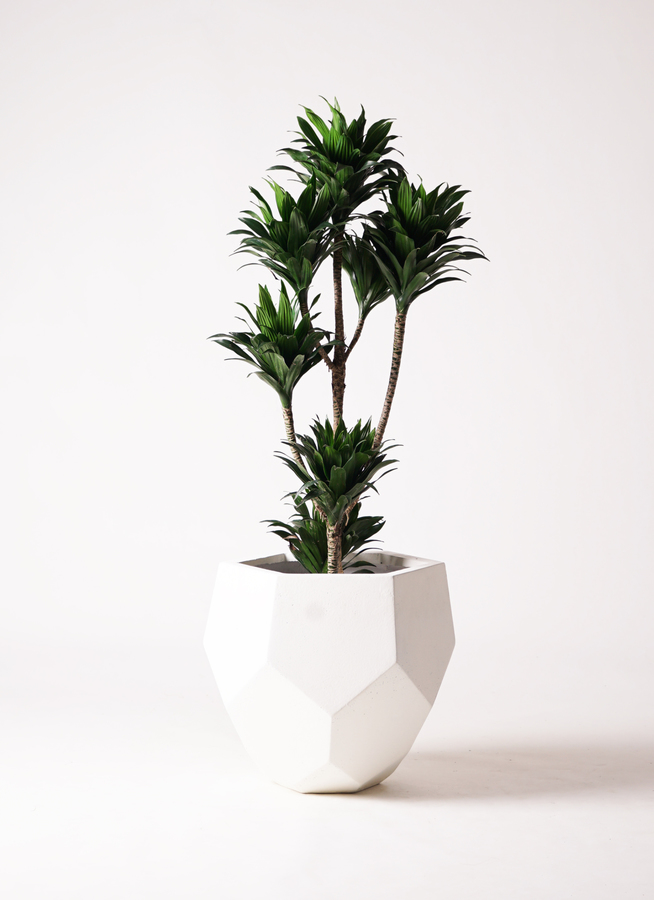 観葉植物 ドラセナ パープルコンパクタ 8号 セドナロング グレイ