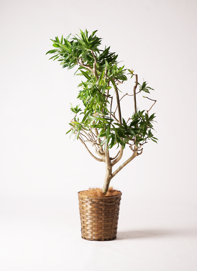 その他観葉植物 Shion* 観葉植物 ドラセナ ソング オブ ジャマイカ 8号 ポリゴヘクサ 白