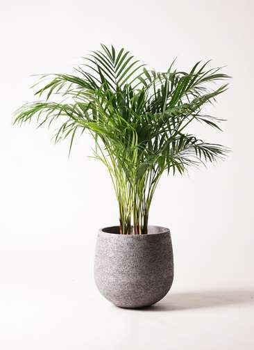 観葉植物 アレカヤシ 8号 エコストーンGray 付き | 観葉植物なら