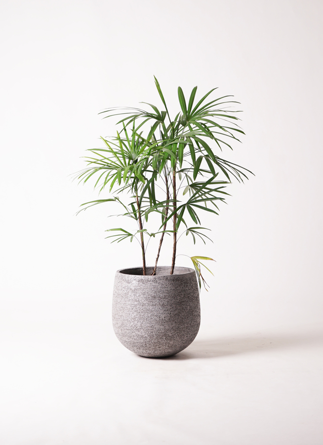 【現品】棕櫚竹（シュロチク）　8号　白鉢（1） 観葉植物 シュロチク（棕櫚竹） 8号 ジュピター 白 付き | 観葉