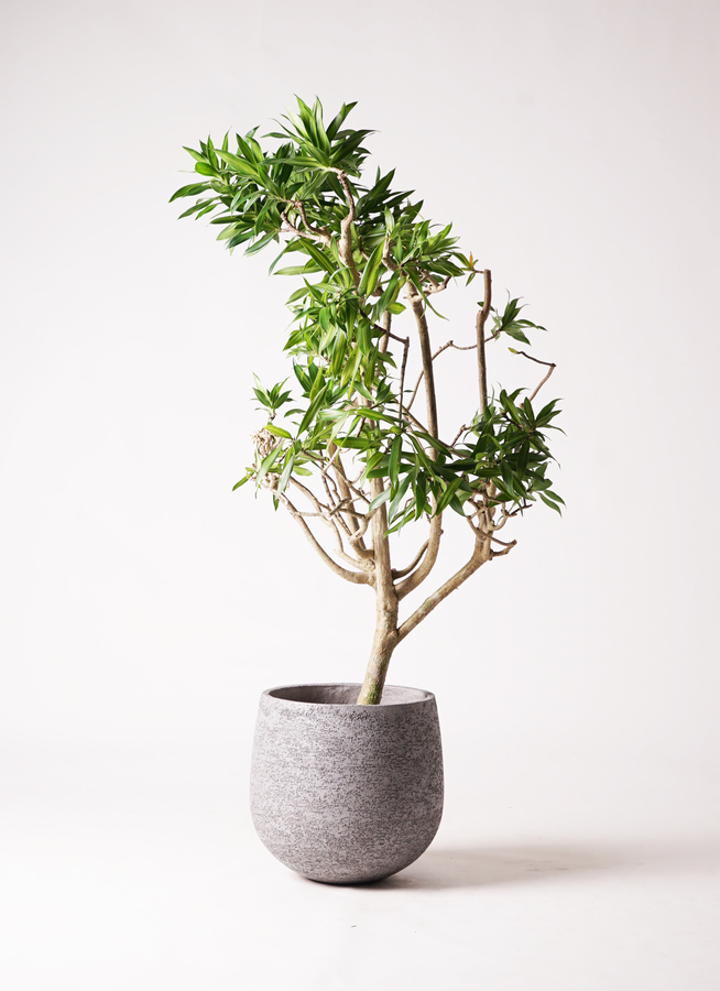 観葉植物 ドラセナ ソング オブ ジャマイカ 8号 竹バスケット 付き