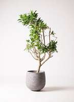 観葉植物 ドラセナ ソング オブ ジャマイカ 8号 エコストーンGray 付き