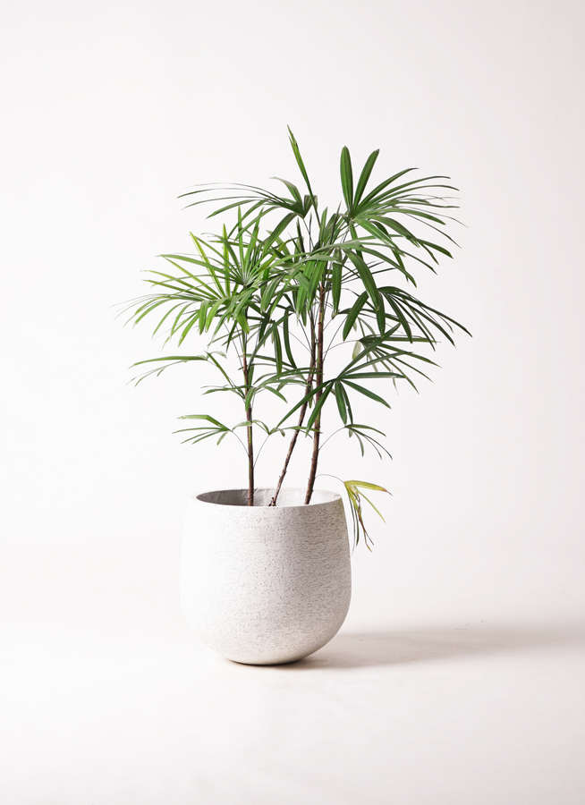 観葉植物 シュロチク（棕櫚竹） 8号 ベータ キューブプランター ウッド