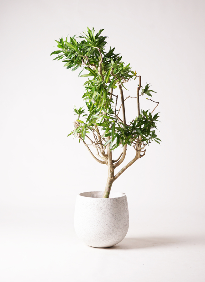 ドラセナ ソング オブ ジャマイカ 8号 | 観葉植物 | インテリアや