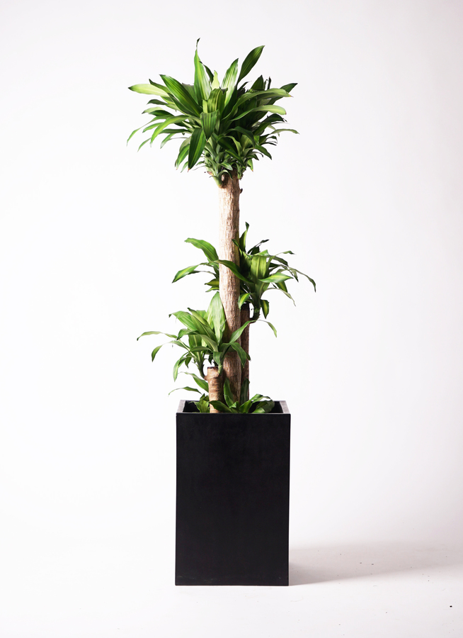 観葉植物 ドラセナ 幸福の木 10号 ノーマル セドナロング 墨