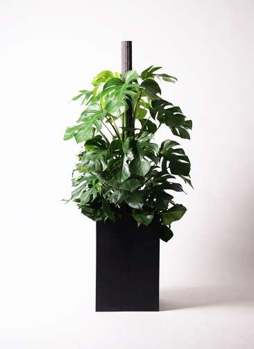 モンステラ 観葉植物 観葉植物 モンステラ 10号 ヘゴ柱 セドナロング 墨 付き | 観葉植物