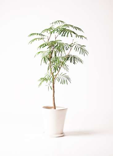 観葉植物 エバーフレッシュ 8号 ボサ造り サブリナ 白 付き | 観葉植物
