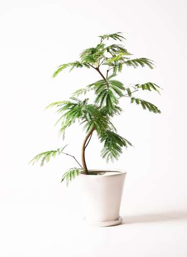 Nm‼️エバーフレッシュ曲がり❗️観葉植物！高さ143◎！沖縄産 Nm様専用‼️エバーフレッシュ曲がり❗️観葉植物！高さ143