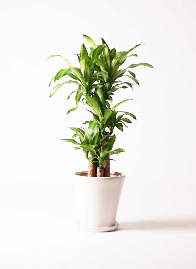 観葉植物 ドラセナ 幸福の木 8号 ノーマル サブリナ 白 付き | 観葉