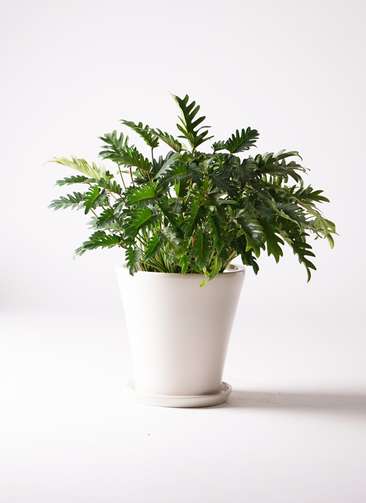 【クッカバラ】フィロデンドロン 　★観葉植物　KOO30 フィロデンドロン・クッカバラ 6号鉢（陶器）