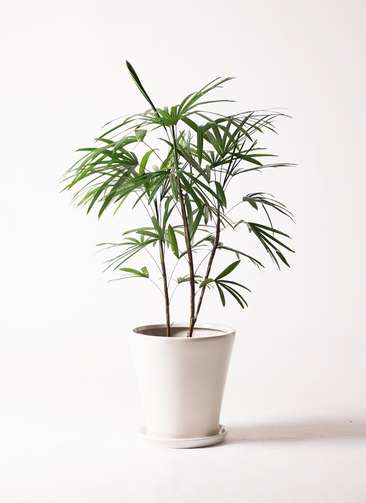 シュロチク　棕櫚竹　8号　白鉢　130cm 洋風です。 1.jpg?1501087096