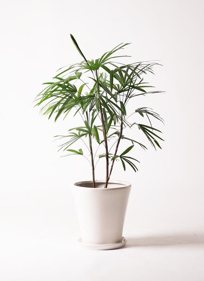 【現品】棕櫚竹（シュロチク）　8号　白鉢（1） 観葉植物 シュロチク（棕櫚竹） 8号 サブリナ 白 付き | 観葉