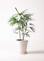 観葉植物 シュロチク（棕櫚竹） 8号 サブリナ 白 付き | 観葉植物なら