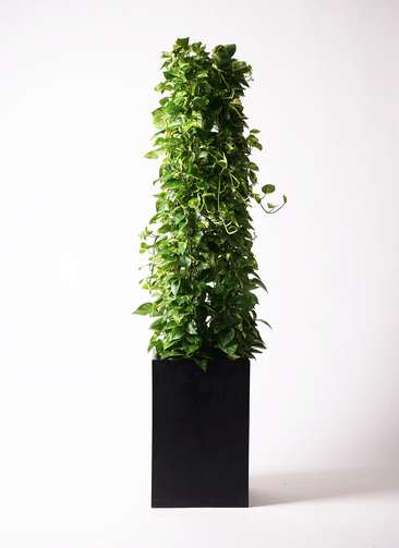 ポトス 10年物 1.jpg?1501087105