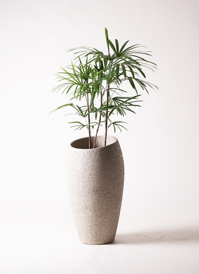 観葉植物 シュロチク（棕櫚竹） 8号 竹バスケット 付き | 観葉植物なら