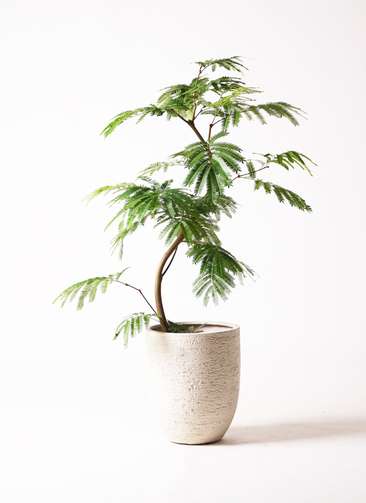 観葉植物 エバーフレッシュ 8号 曲り ビアスアルトエッグ 白 付き