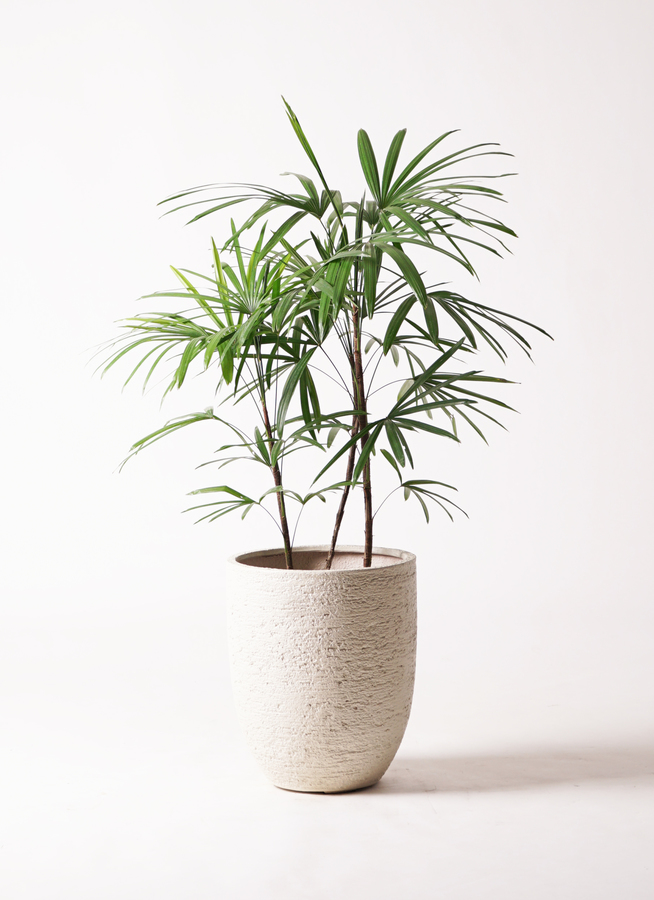シュロチク 8号 | 観葉植物 | 送料無料でお届け - Hitohana（ひとはな）