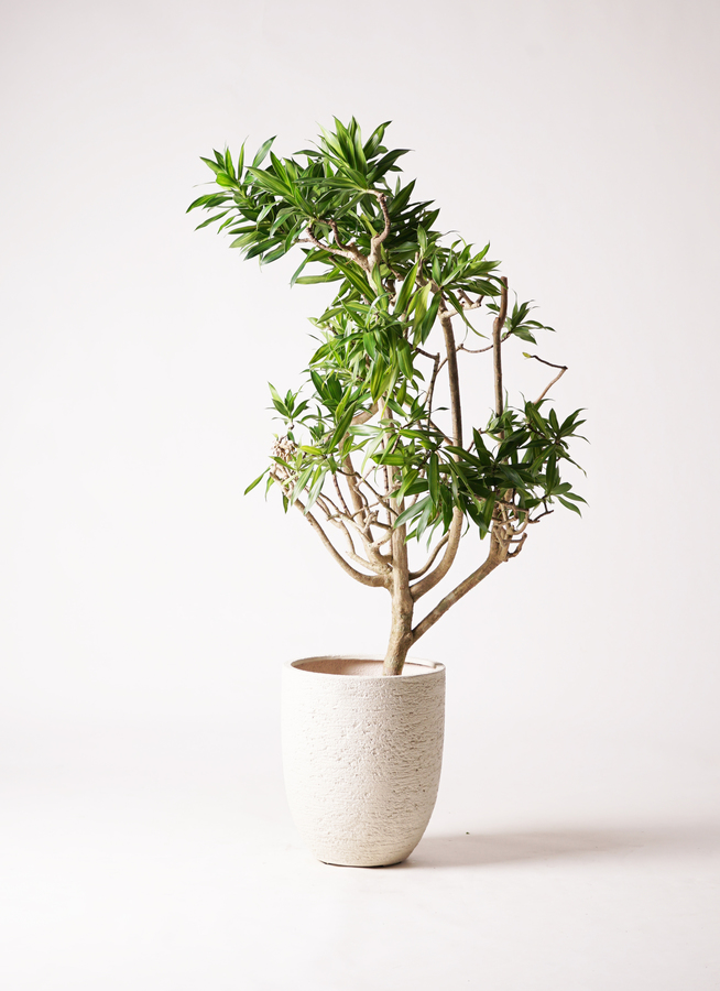 ドラセナ ソング オブ ジャマイカ | 観葉植物 | インテリアやギフトに