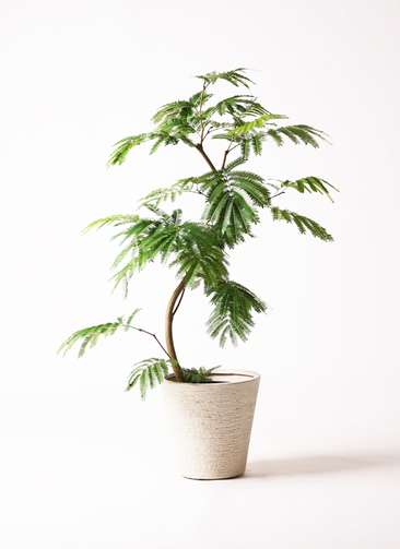 観葉植物 エバーフレッシュ 8号 曲り ビアスソリッド 白 付き | 観葉