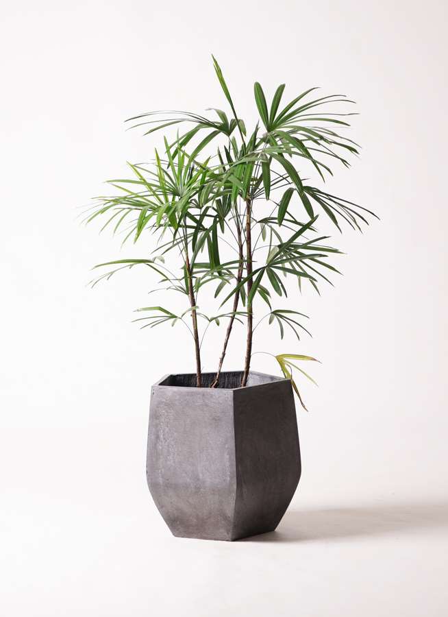 観葉植物 シュロチク 棕櫚竹 8号 ファイバークレイ Gray 付き 観葉植物ならhitohana ひとはな